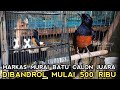 TAK SEMAHAL YANG DIBAYANGKAN  !! MURAI BATU CALON JUARA SEMURAH INI DI PASAR BURUNG PRAMUKA