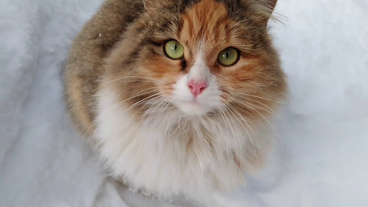 Kucing siberia
