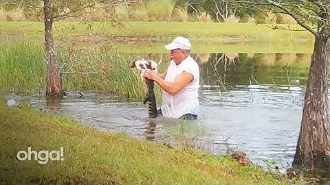 La storia a lieto fine del cucciolo salvato per miracolo dalla bocca dell'alligatore