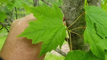 ID That Tree: Red Maple