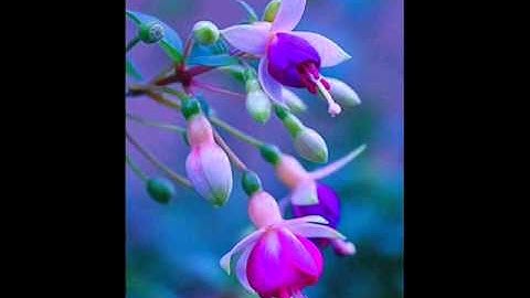 Aleksandra Đokić  -  Joggle