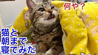 猫と一緒に朝まで寝るとこうなります