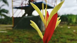 Tenah Ndu  Feryanda Bangun  Lagu Karo