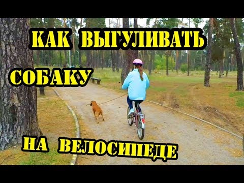 Как выгуливать собаку на велосипеде