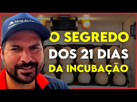 Vídeo: Como reconhecer os sintomas de um periquito doente (com fotos)