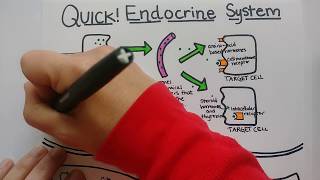 Endocrine System | Summary