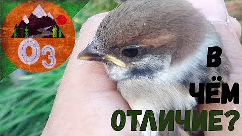 Как отличить самку от самца||||ПОЛЕВОГО ВОРОБЬЯ??!!!