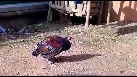 Saib Qaib qus 100%  15/9/2020