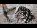 Новорожденный ланёнок в копытном семействе Тайгана. Newborn deer in the hoofed family of Taigan.