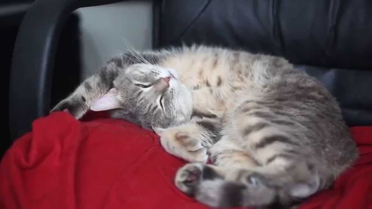 Включи видео cat nap. Funny Cat Sleep. Sleeping Cat. Cat Monorail Cat's sleeping position. Funny sleeping animals.