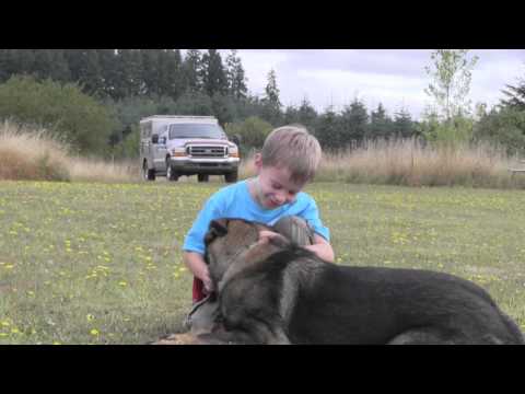 trained-ipo-versatility-protection-dog-with-children