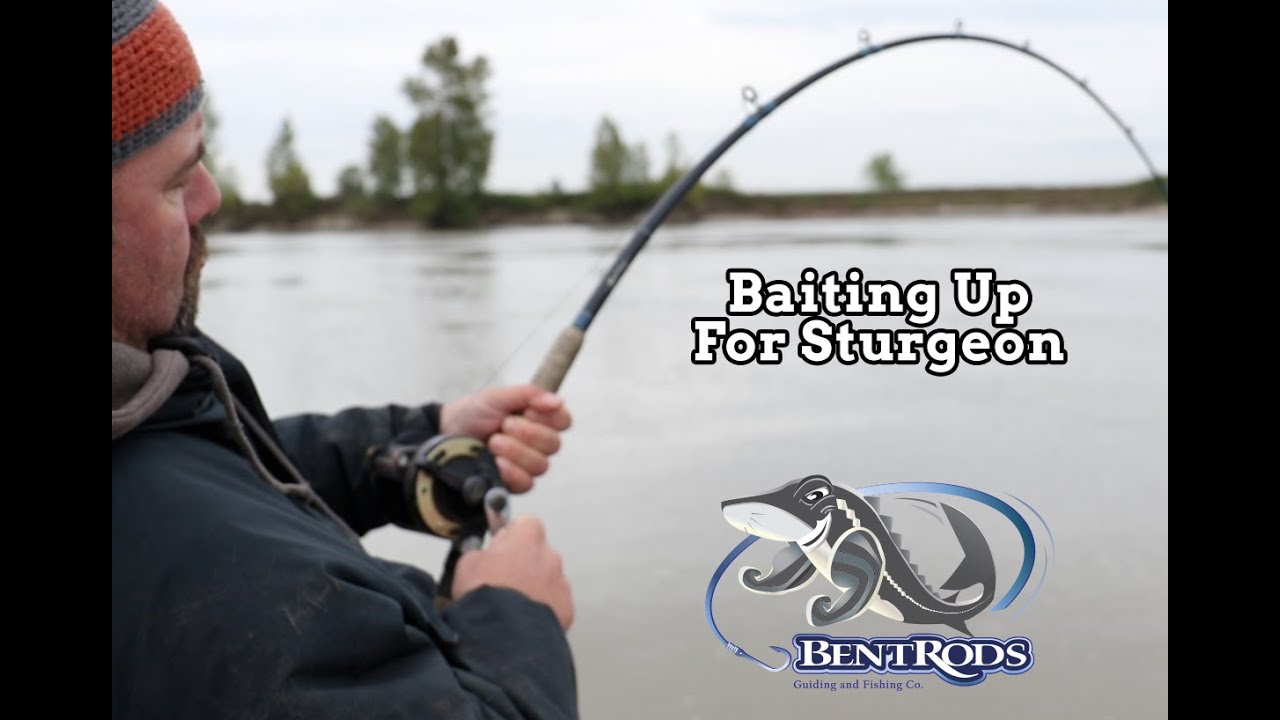 Bent Rods Sturgeon Bait Tips 