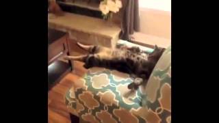 Смешные моменты с кошками Смешные моменты с кошками