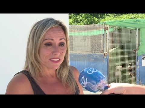 Hoy se celebra el Día Internacional del animal sin hogar