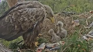 White-tailed eagles | Feeding time for two eaglets | May 8, 2024