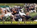 BAKIT NATIVE CHICKEN ANG PINILI KONG ALAGAAN? | FREE RANGE NATIVE CHICKEN FARMING