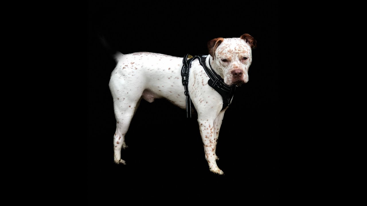 Keller Needs a Home. PAWS & More Shelter, Washington, IA YouTube