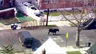 Runaway Bull Leads Police On A Chase Through Queens, NY! (Dies Hours After Capture)