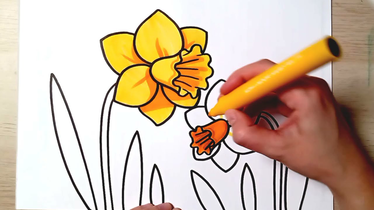 HOW TO DRAW Daffodils Easy drawing for kids YouTube