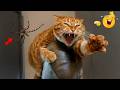 Best Animal Videos 2026 😂 Funny Puppies and Cats Making Everyone Laugh All Day Online 😂 OMG