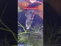 Egg laying #shorts #viral #bettabreeding