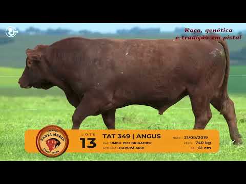 LOTE 13 - TAT 349 - RED ANGUS