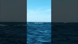 Whale Jumping Out of Water