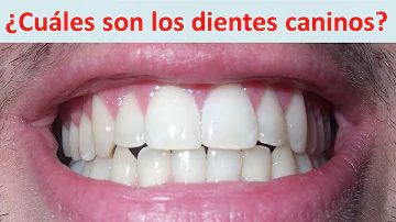 ¿Qué importancia tienen los dientes caninos?