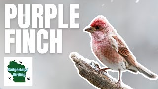 Finding Beautiful Purple Finches in the Snow