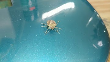 Brown marmorated stink bug | Halyomorpha halys | Stank Bug