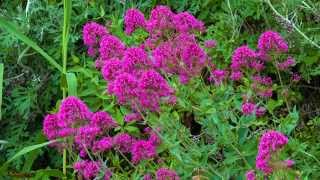 20 Minutes Relax with Wild Purple Flowers in 4K High Definition