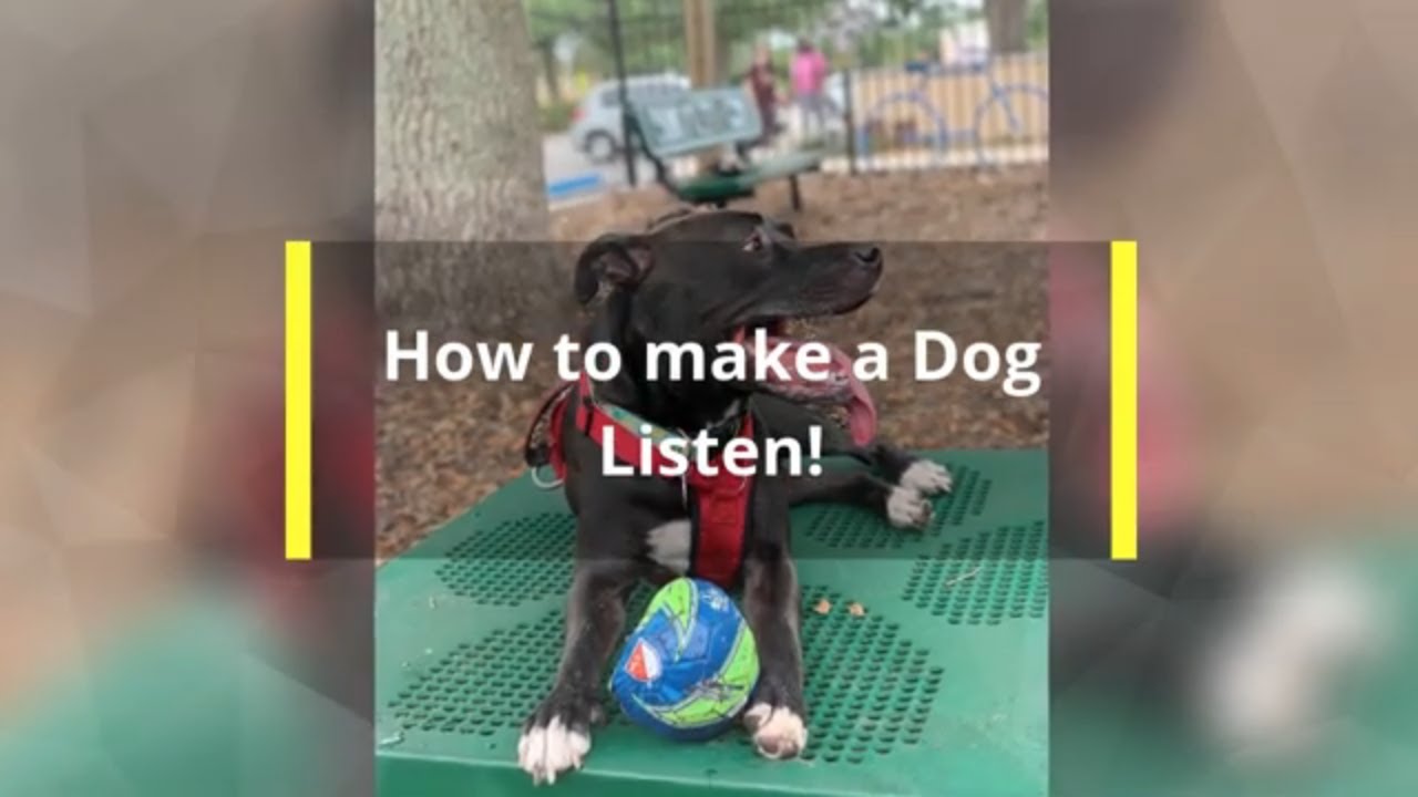 How to make a Dog Listen to you! YouTube