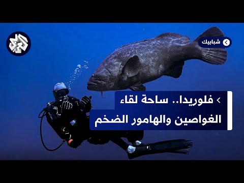 فلوريدا الغواصون ومتعة لقاء سمك الهامور الضخم