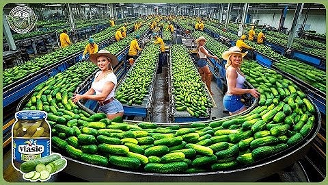 How Pickles Are Made – Massive Millions Tons of Cucumbers Harvesting & Pickles Processing