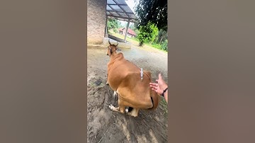 How to give injections in cow ll intramuscular injection in cattle #cow #shortsvideo #injection