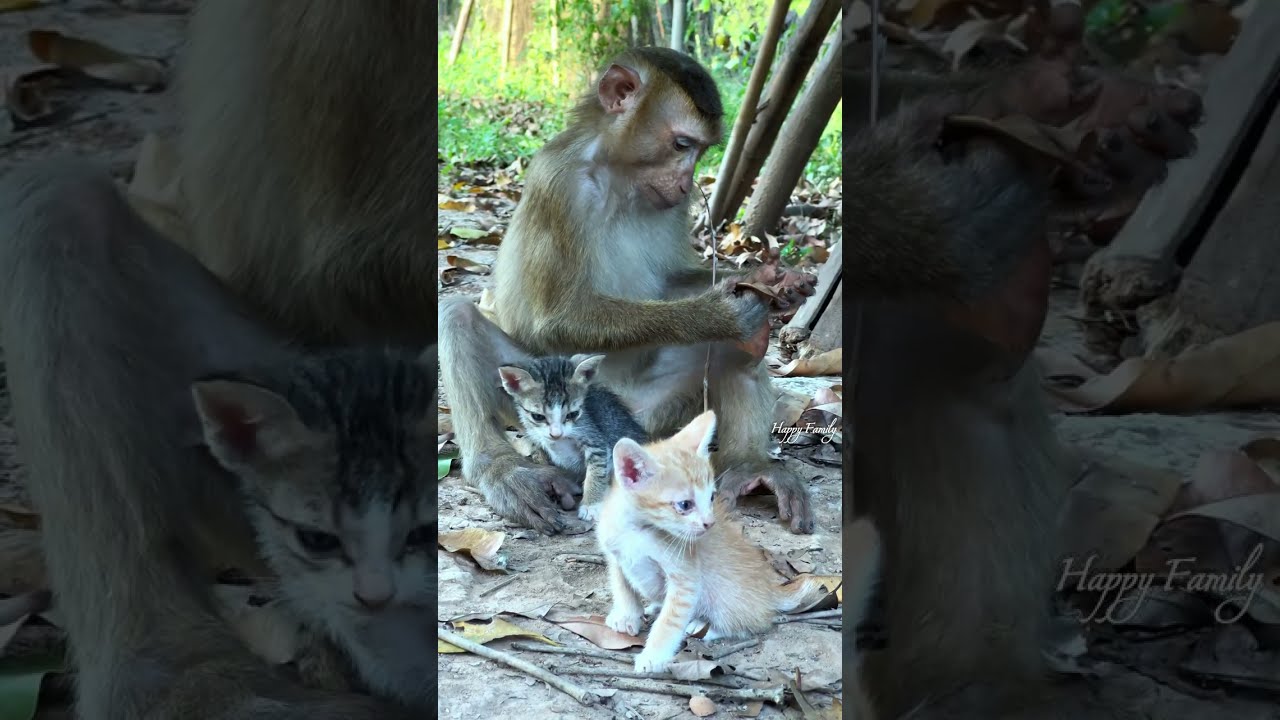 Dollar best care baby cats...😝