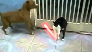Джедай кот против собак