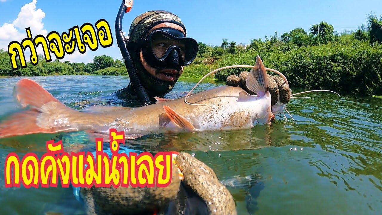  ตามหาปลากดคัง ปลากดเหลือง แม่น้ำเลย - YouTube Bildidee 