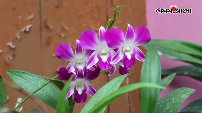 Erotik porno surish va tortish