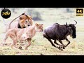 WILD TANZANIA Shocking Secrets Of Africa S Wild Heart Wild Animal Documentary WILD TANZANIA Shocking Secrets Of Africa S Wild Heart Wild Animal Documentary