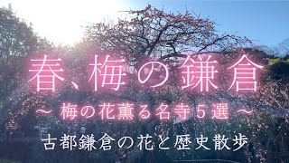 鎌倉:梅の花が美しい禅の名寺5選。早春の古都鎌倉、梅花と歴史の散歩。梅の名所、東慶寺。茶室・喜泉庵と英国式庭園の浄妙寺。海蔵寺のしだれ梅。寿福寺。花の寺、瑞泉寺の梅と庭園/Kamakura Japan 鎌倉:梅の花が美しい禅の名寺5選。早春の古都鎌倉、梅花と歴史の散歩。梅の名所、東慶寺。茶室・喜泉庵と英国式庭園の浄妙寺。海蔵寺のしだれ梅。寿福寺。花の寺、瑞泉寺の梅と庭園/Kamakura Japan