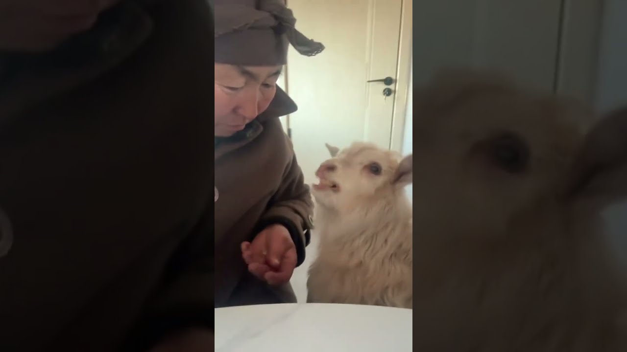 Tofu Lover This Little Goat Can T Get Enough Cutefarmanimal Animals
