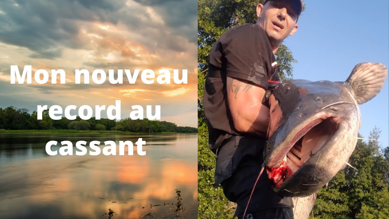 Silure en Alsace 2021 Silure fishing