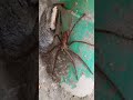 # 🌎 earth discoveries[ Giant spider 🕷]