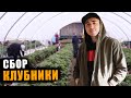 ПРОЦЕСС СБОРА КЛУБНИКИ на ферме в ШОТЛАНДИИ. Allanhill Farm. Работа в Англии на ферме.