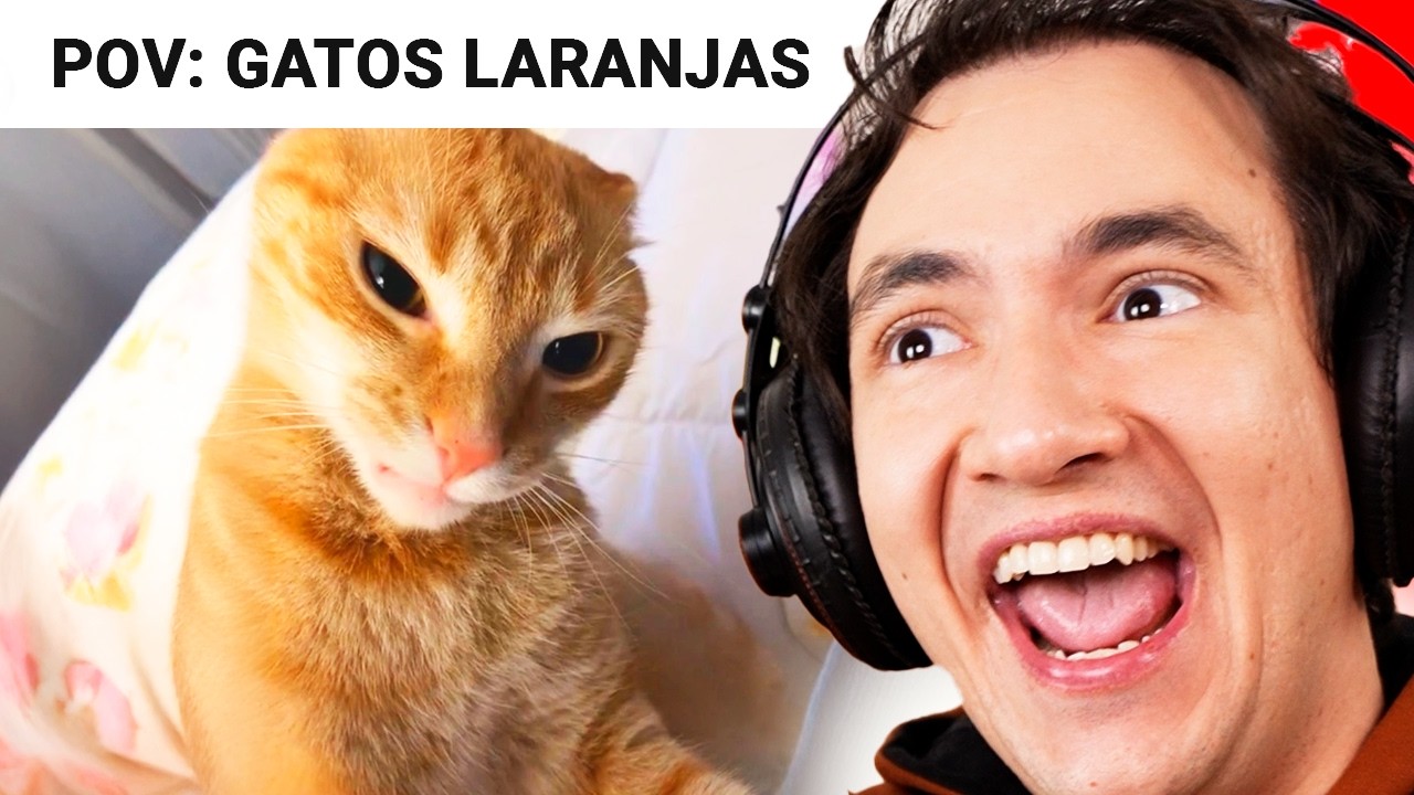 GATOS SENDO TOTALMENTE ALEATÓRIOS