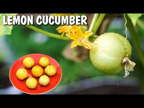 Growing Lemon Cucumber - Excellent Producer!