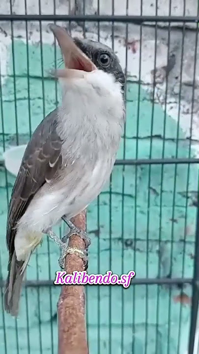jinjing petulak gacor