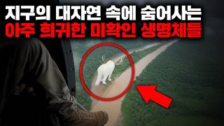 지구의 대자연 속에 숨어사는 아주 희귀한 미확인 생명체들 | 4월의 몰아보기