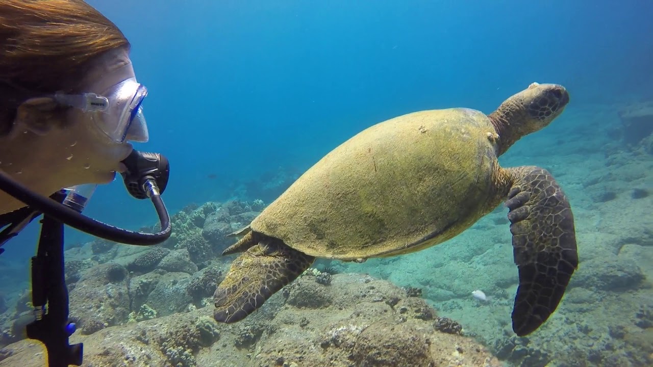 Kauai2016 Scuba Diving Koloa LandingEric and J YouTube